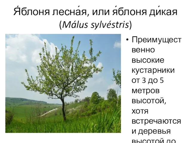 Я́блоня лесна́я, или я́блоня ди́кая (Málus sylvéstris) Преимущественно высокие кустарники от 3 до