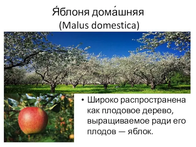 Я́блоня дома́шняя (Malus domestica) Широко распространена как плодовое дерево, выращиваемое ради его плодов — яблок.