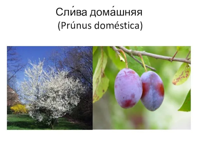 Сли́ва дома́шняя (Prúnus doméstica)