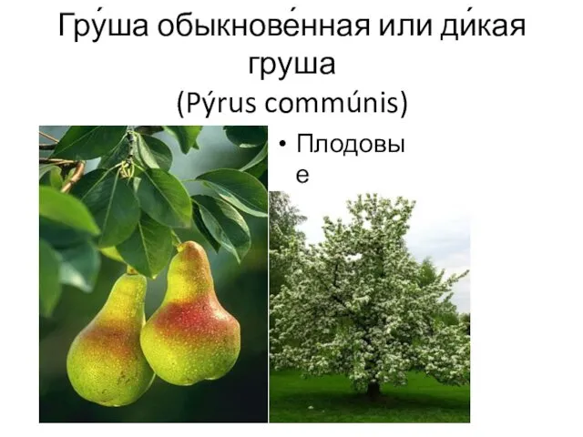 Гру́ша обыкнове́нная или ди́кая груша (Pýrus commúnis) Плодовые деревья