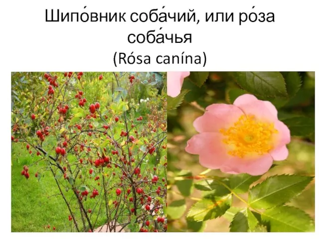 Шипо́вник соба́чий, или ро́за соба́чья (Rósa canína)