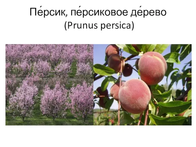 Пе́рсик, пе́рсиковое де́рево (Prunus persica)