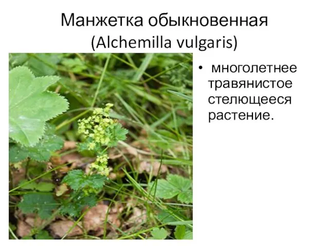 Манжетка обыкновенная (Alchemilla vulgaris) многолетнее травянистое стелющееся растение.