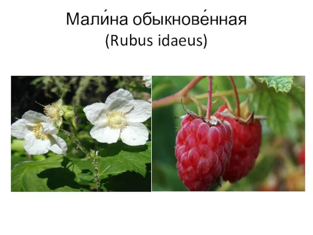 Мали́на обыкнове́нная (Rubus idaeus)