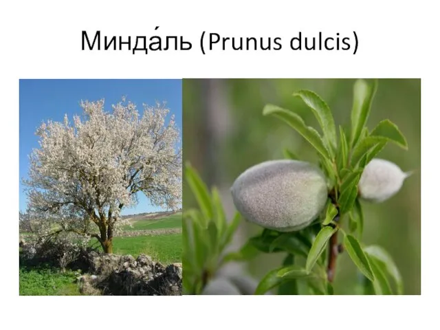 Минда́ль (Prunus dulcis)