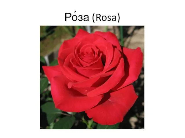 Ро́за (Rosa)