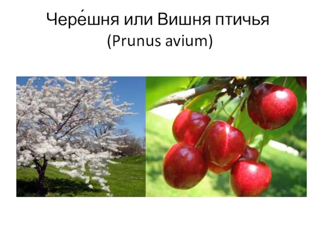 Чере́шня или Вишня птичья (Prunus avium)