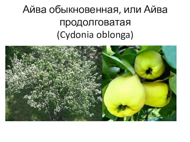 Айва обыкновенная, или Айва продолговатая (Cydonia oblonga)