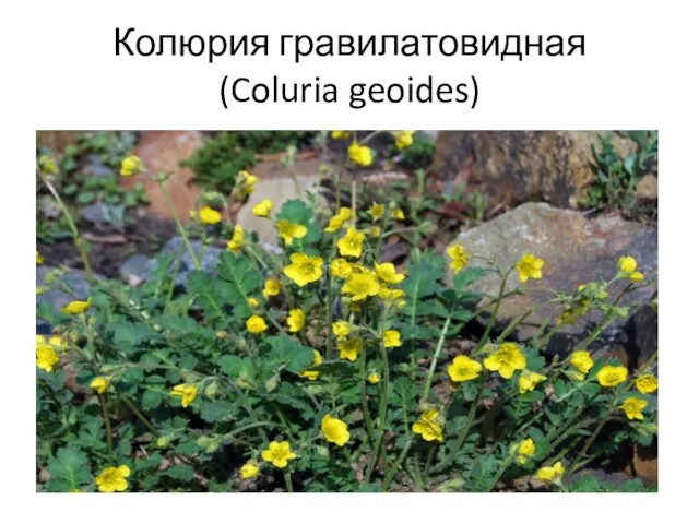 Колюрия гравилатовидная (Coluria geoides)