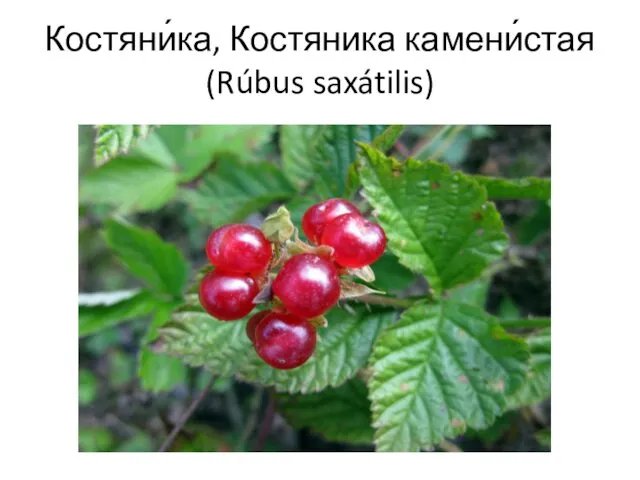 Костяни́ка, Костяника камени́стая (Rúbus saxátilis)