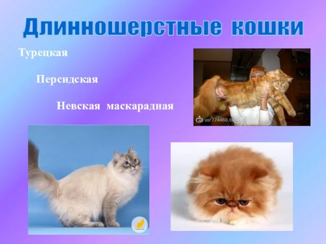 Турецкая Персидская Невская маскарадная Длинношерстные кошки