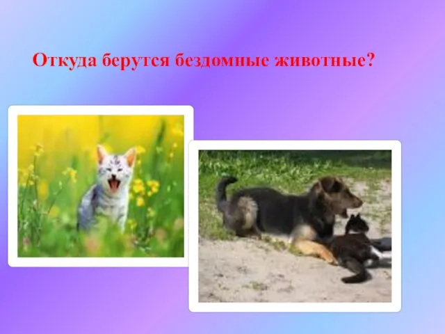 Откуда берутся бездомные животные?