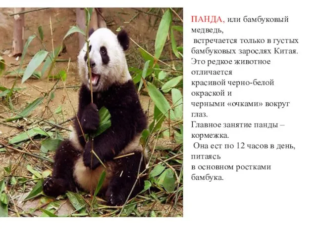 ПАНДА, или бамбуковый медведь, встречается только в густых бамбуковых зарослях Китая. Это редкое