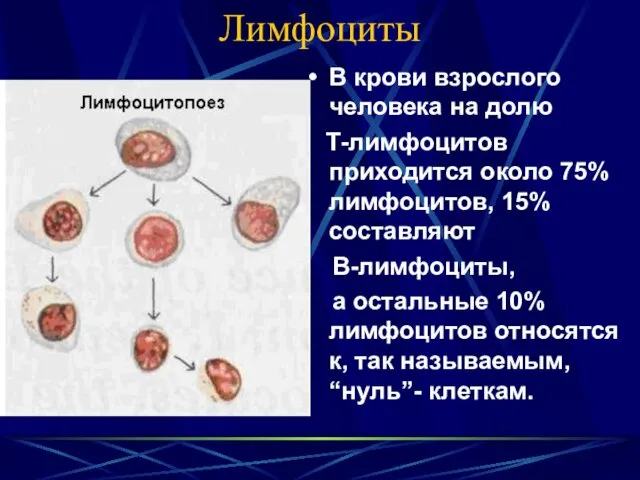 Лимфоциты В крови взрослого человека на долю Т-лимфоцитов приходится около