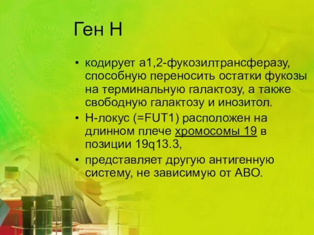 Ген Н кодирует а1,2-фукозилтрансферазу, способную переносить остатки фукозы на терминальную