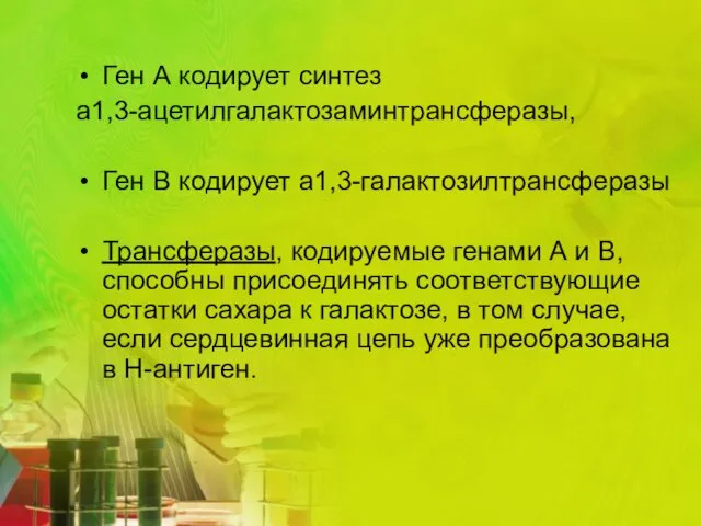 Ген А кодирует синтез а1,3-ацетилгалактозаминтрансферазы, Ген В кодирует а1,3-галактозилтрансферазы Трансферазы,