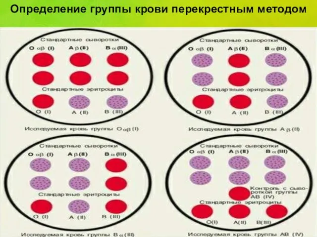 Определение группы крови перекрестным методом