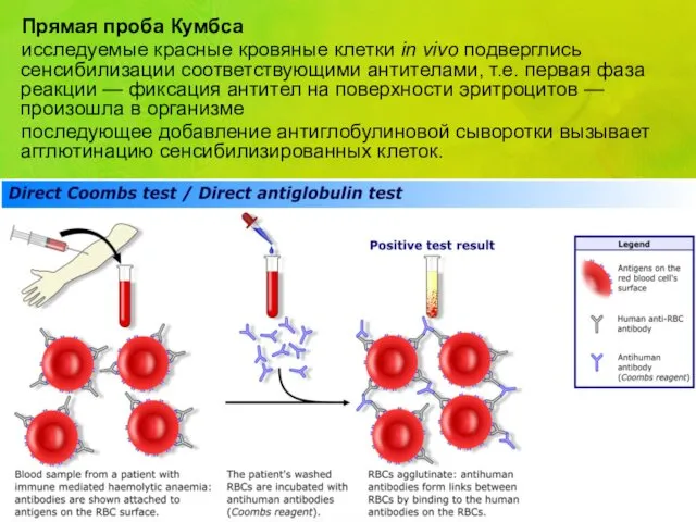 Прямая проба Кумбса исследуемые красные кровяные клетки in vivo подверглись