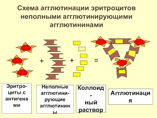 + + = Схема агглютинации эритроцитов неполными агглютинирующими агглютининами Эритро-