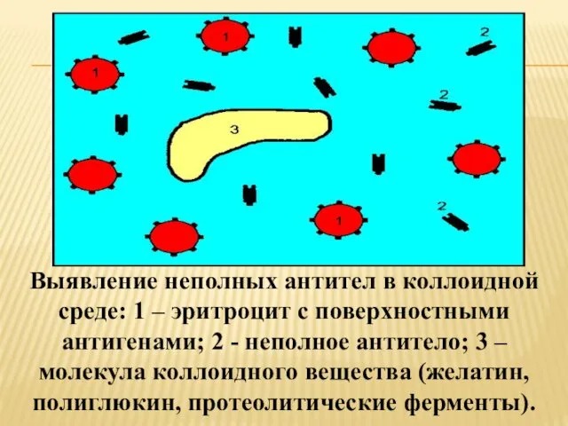 Выявление неполных антител в коллоидной среде: 1 – эритроцит с