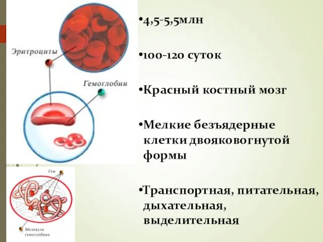 4,5-5,5млн 100-120 суток Красный костный мозг Мелкие безъядерные клетки двояковогнутой формы Транспортная, питательная, дыхательная, выделительная