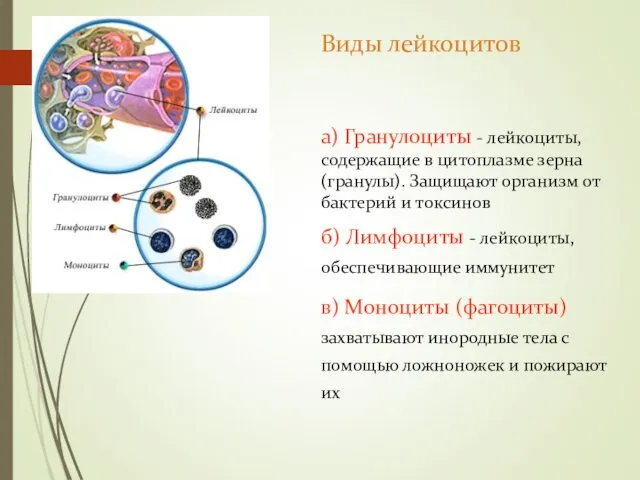 а) Гранулоциты - лейкоциты, содержащие в цитоплазме зерна (гранулы). Защищают организм от бактерий