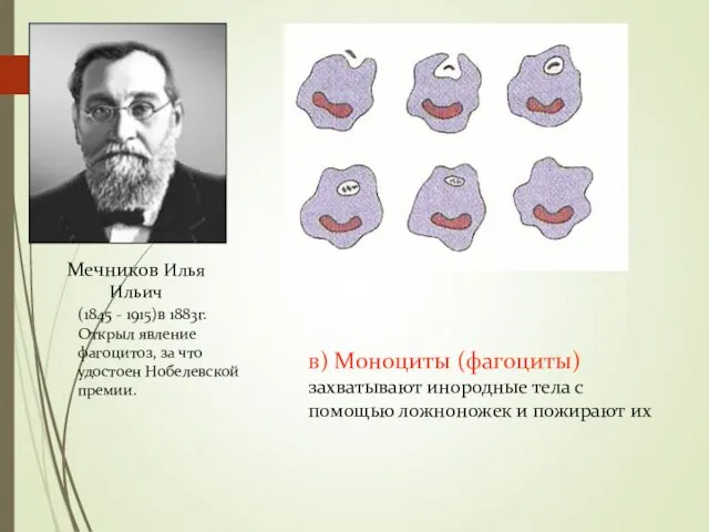 Мечников Илья Ильич (1845 - 1915)в 1883г. Открыл явление фагоцитоз, за что удостоен