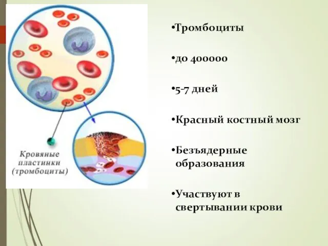 Тромбоциты до 400000 5-7 дней Красный костный мозг Безъядерные образования Участвуют в свертывании крови