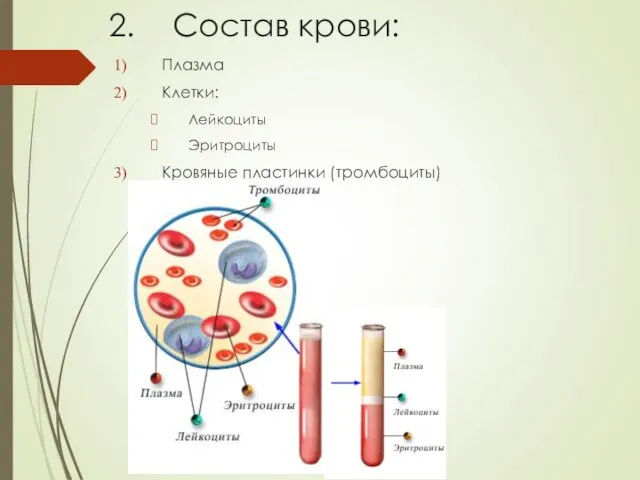Состав крови: Плазма Клетки: Лейкоциты Эритроциты Кровяные пластинки (тромбоциты)