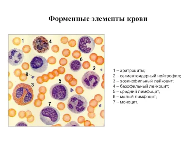 Форменные элементы крови 1 – эритроциты; 2 – сегментоядерный нейтрофил; 3 – эозинофильный