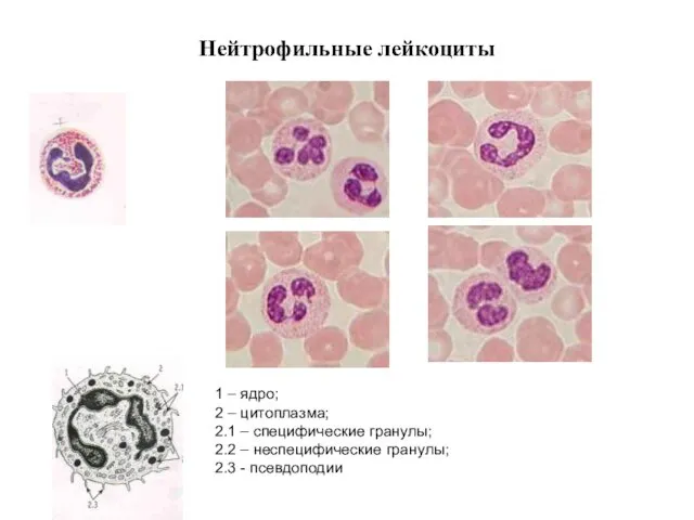 Нейтрофильные лейкоциты 1 – ядро; 2 – цитоплазма; 2.1 – специфические гранулы; 2.2