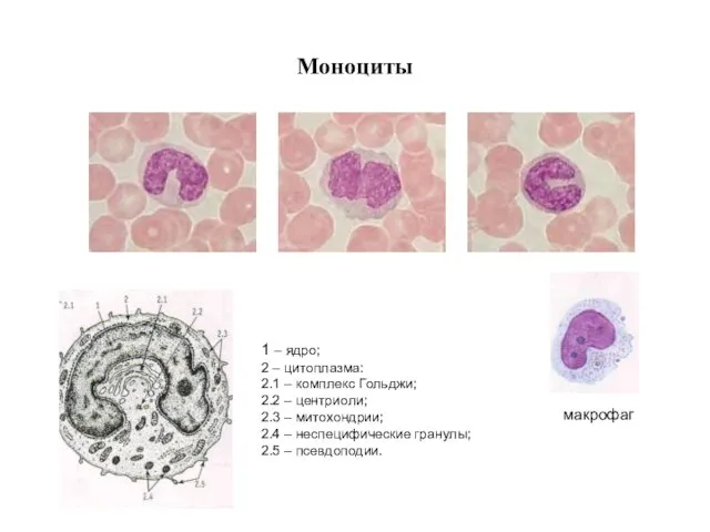 Моноциты 1 – ядро; 2 – цитоплазма: 2.1 – комплекс Гольджи; 2.2 –