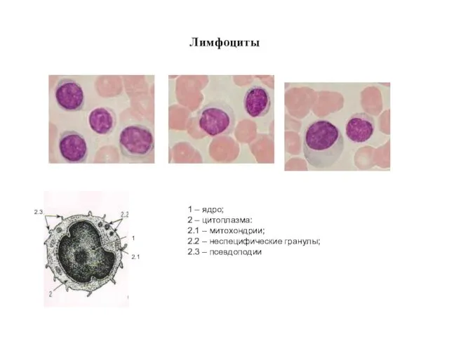 Лимфоциты 1 – ядро; 2 – цитоплазма: 2.1 – митохондрии; 2.2 – неспецифические