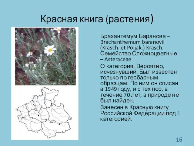 Красная книга (растения) Брахантемум Баранова – Brachanthemum baranovii (Krasch. et