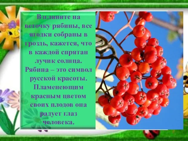 Взгляните на веточку рябины, все ягодки собраны в гроздь, кажется,