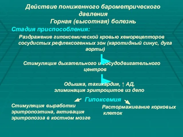 Действие пониженного барометрического давления Горная (высотная) болезнь Стадия приспособления: Раздражение