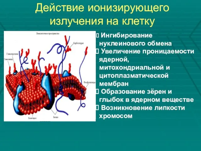 Действие ионизирующего излучения на клетку Ингибирование нуклеинового обмена Увеличение проницаемости