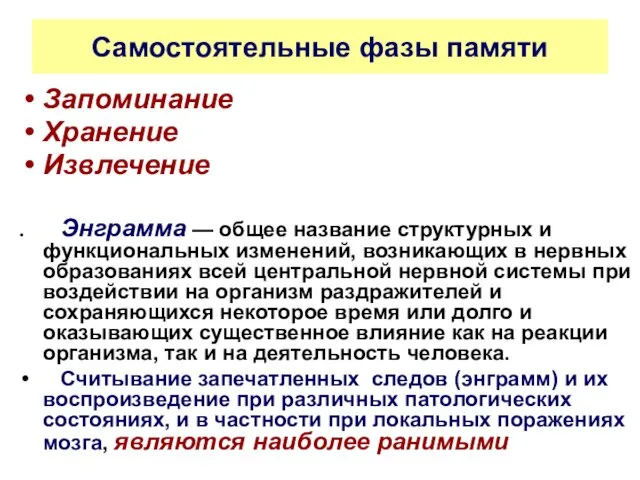 Самостоятельные фазы памяти Запоминание Хранение Извлечение . Энграмма — общее