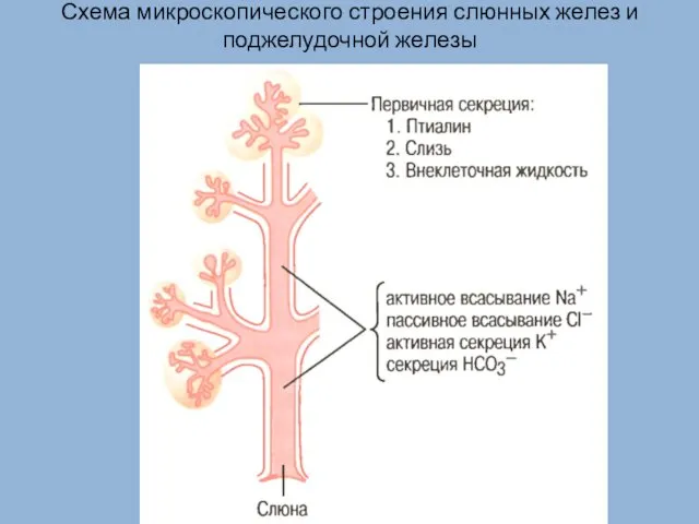 Схема микроскопического строения слюнных желез и поджелудочной железы