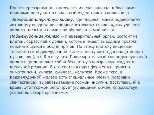 После переваривания в желудке пищевая кашица небольшими порциями поступает в