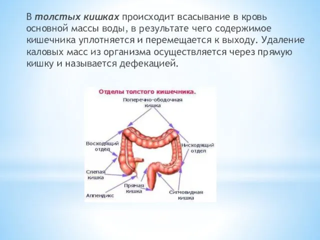 В толстых кишках происходит всасывание в кровь основной массы воды,