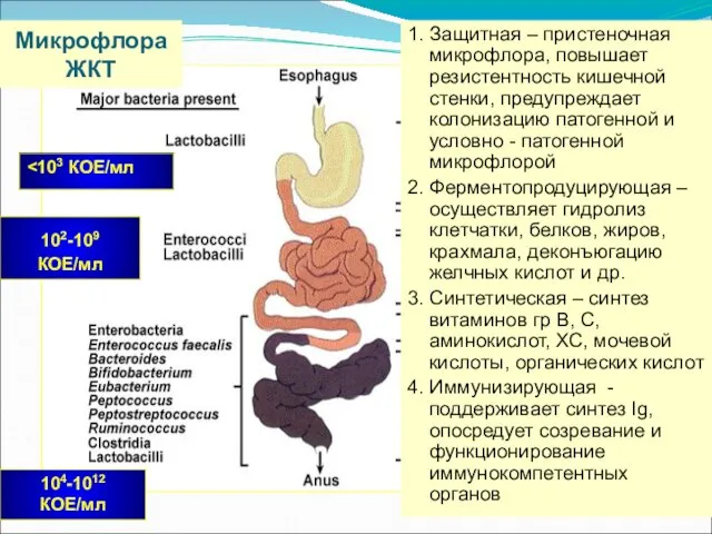 102-109 КОЕ/мл 104-1012 КОЕ/мл Микрофлора ЖКТ 1. Защитная – пристеночная