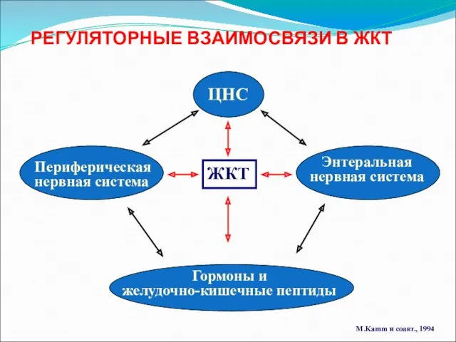 РЕГУЛЯТОРНЫЕ ВЗАИМОСВЯЗИ В ЖКТ ЦНС Периферическая нервная система Энтеральная нервная