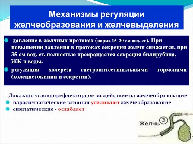 Механизмы регуляции желчеобразования и желчевыделения давление в желчных протоках (норма