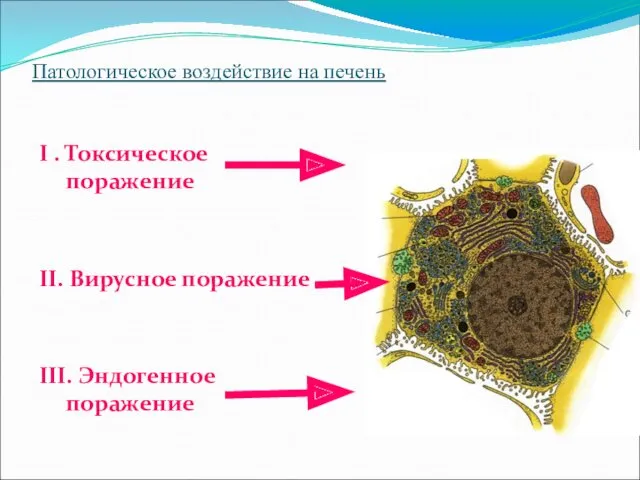 Патологическое воздействие на печень I . Токсическое поражение II. Вирусное поражение III. Эндогенное поражение