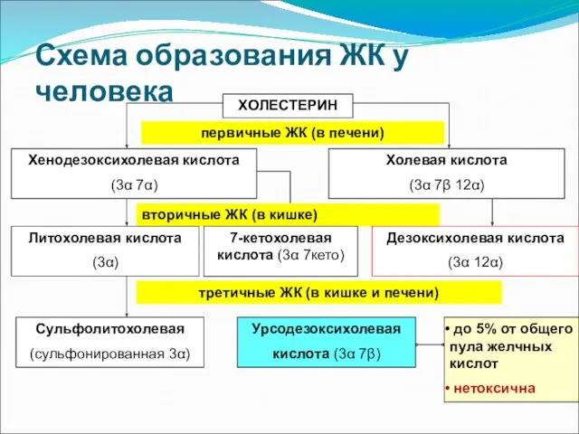 Схема образования ЖК у человека