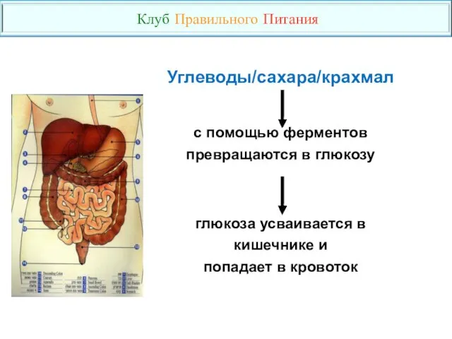 Углеводы/сахара/крахмал с помощью ферментов превращаются в глюкозу глюкоза усваивается в