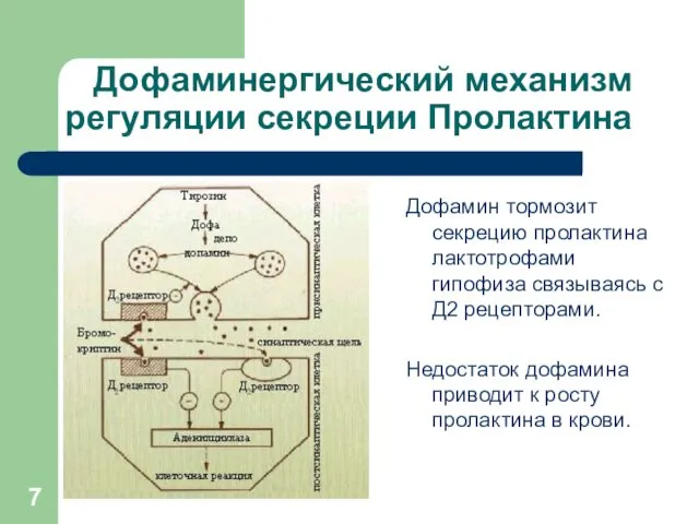 Дофаминергический механизм регуляции секреции Пролактина Дофамин тормозит секрецию пролактина лактотрофами
