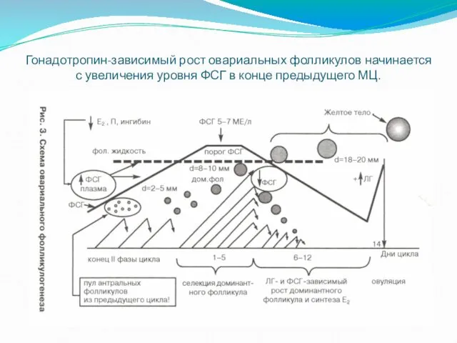 Гонадотропин-зависимый рост овариальных фолликулов начинается с увеличения уровня ФСГ в конце предыдущего МЦ.