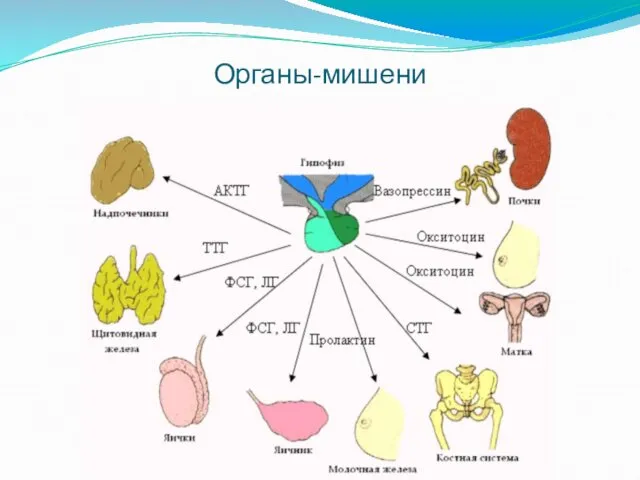 Органы-мишени